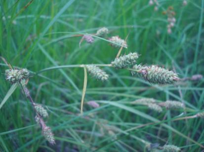 Buxbaum’s Sedge, Brown Bag Sedge - Carex buxbaumii