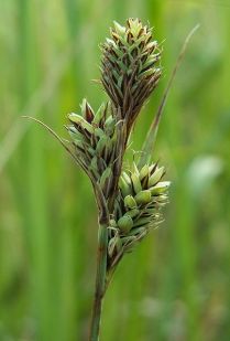 Buxbaum’s Sedge, Brown Bag Sedge - Carex buxbaumii 2