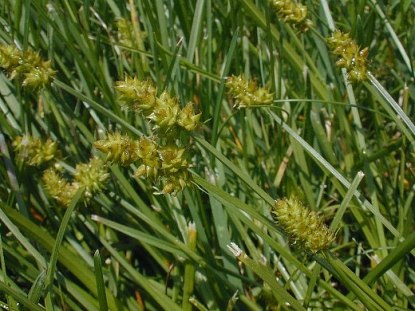 Oval-leaf Sedge, Short-headed Bracted Sedge, Capitate Sedge - Carex cephalophora 2