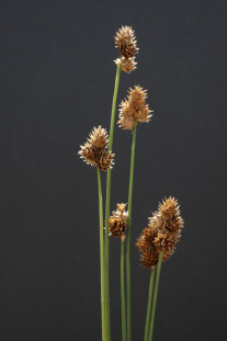 Oval-leaf Sedge, Short-headed Bracted Sedge, Capitate Sedge - Carex cephalophora