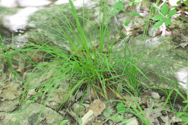 Slender Looseflower Sedge, Slender Wood Sedge - Carex gracilescens 2