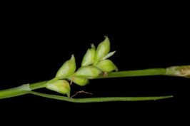 Slender Looseflower Sedge, Slender Wood Sedge - Carex gracilescens