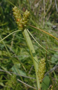 Limestone Meadow Sedge, Pale Sedge - Carex granularis 2