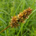 Long-awned Bracted Sedge, Heavy Sedge - Carex gravida 3