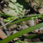 Inflated Narrow-leaf Sedge, Eastern Narrowleaf Sedge, Wood Gray Sedge - Carex grisea