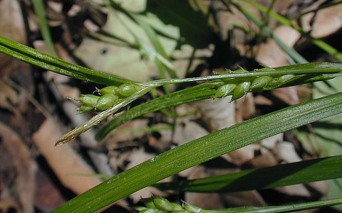 Inflated Narrow-leaf Sedge, Eastern Narrowleaf Sedge, Wood Gray Sedge - Carex grisea