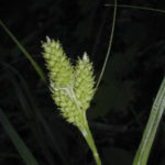 Hairy Green Sedge, Fuzzy Wuzzy Sedge - Carex hirsutella 2
