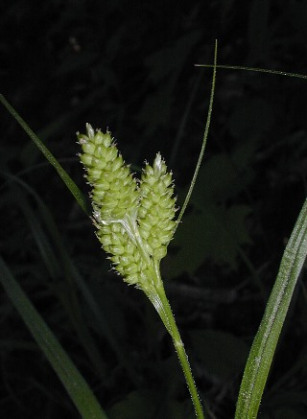 Hairy Green Sedge, Fuzzy Wuzzy Sedge - Carex hirsutella 2