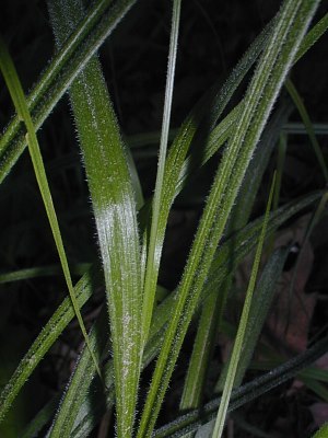 Hairy Green Sedge, Fuzzy Wuzzy Sedge - Carex hirsutella