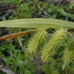 Porcupine Sedge, Bottlebrush Sedge - Carex hystericina