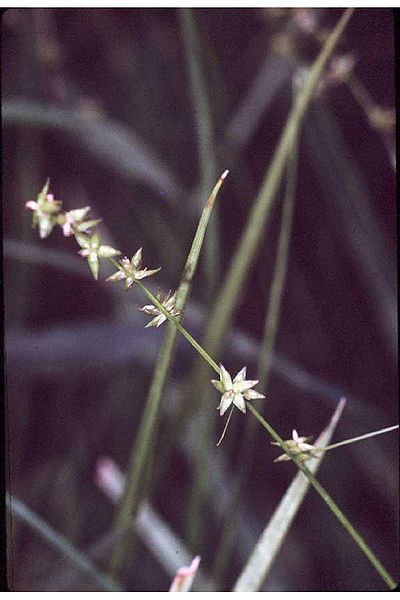 Prairie Star Sedge, Inland Sedge - Carex interior