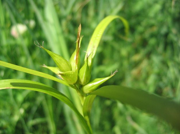 Great Bladder Sedge, Shining Bur Sedge - Carex intumescens