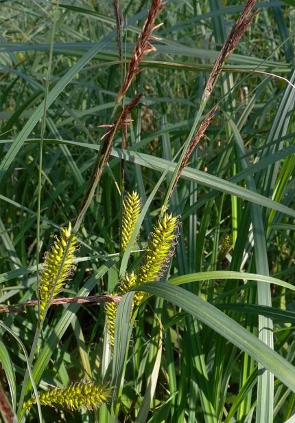 Hairy Sedge, Lakebank Sedge, Common Lake Sedge - Carex lacustris 2