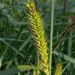 Hairy Sedge, Lakebank Sedge, Common Lake Sedge - Carex lacustris