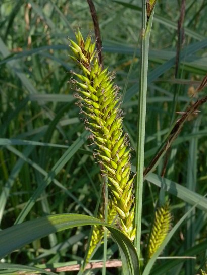 Hairy Sedge, Lakebank Sedge, Common Lake Sedge - Carex lacustris