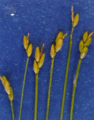 Slender Sedge, Bristlystalked Sedge - Carex leptalea