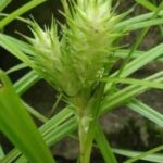 Hop Sedge - Carex lupulina 3