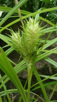 Hop Sedge - Carex lupulina 3