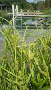 Hop Sedge - Carex lupulina 2