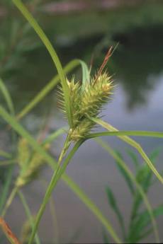 Hop Sedge - Carex lupulina