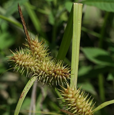 Sallow Sedge - Carex lurida