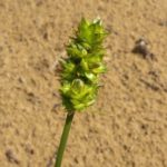 Sand Sedge, Sand Bracted Sedge - Carex muehlenbergii 2