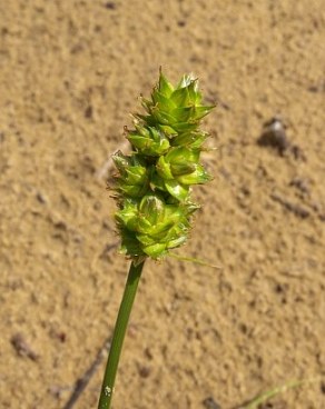 Sand Sedge, Sand Bracted Sedge - Carex muehlenbergii 2