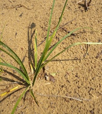 Sand Sedge, Sand Bracted Sedge - Carex muehlenbergii