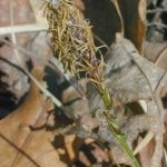 Pennsylvania Sedge, High Meadow Sedge, Common Oak Sedge - Carex pensylvanica