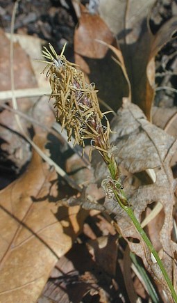 Pennsylvania Sedge, High Meadow Sedge, Common Oak Sedge - Carex pensylvanica