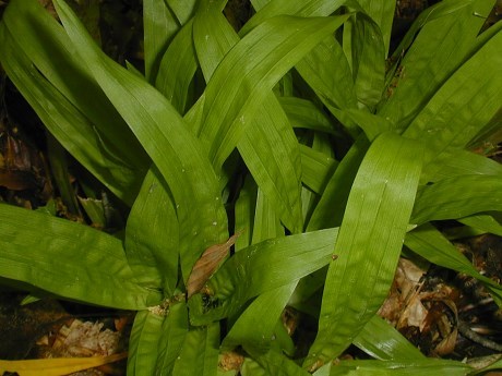 Seersucker Sedge, Plantainleaf Sedge - Carex plantaginea