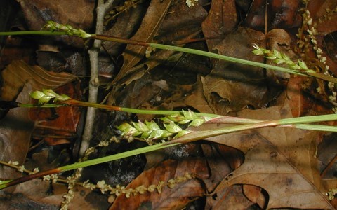 Seersucker Sedge, Plantainleaf Sedge - Carex plantaginea 2