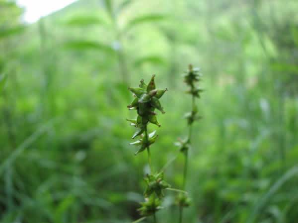 Curley-styled Wood Sedge, Rosy Sedge - Carex rosea 2