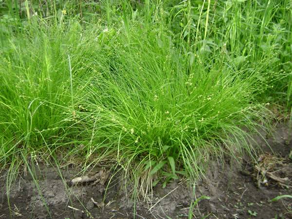 Curley-styled Wood Sedge, Rosy Sedge - Carex rosea