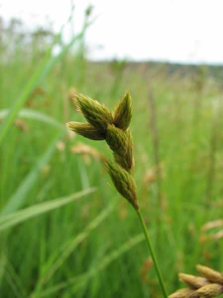 Lance-fruited Oval Sedge, Broom Sedge - Carex scoparia