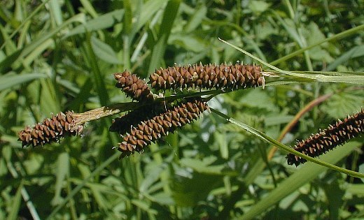 Short’s Sedge - Carex shortiana 2