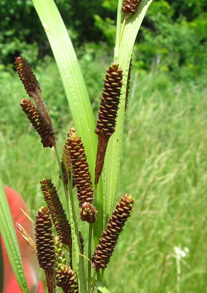 Short’s Sedge - Carex shortiana