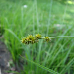 Bur-reed Sedge - Carex sparganiodes