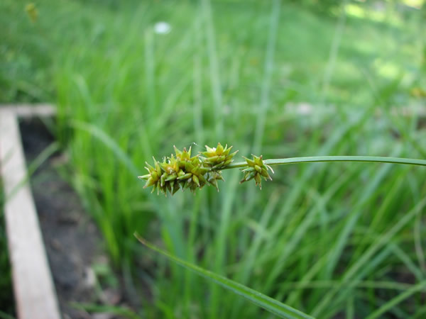 Bur-reed Sedge - Carex sparganiodes