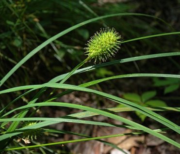 Narrow-leaved Cattail Sedge, Squarrosa Sedge - Carex squarrosa 2