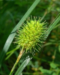 Narrow-leaved Cattail Sedge, Squarrosa Sedge - Carex squarrosa