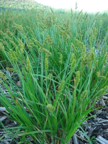 Owlfruit Sedge, Awlfruit Sedge, Prickly Sedge, Common Fox Sedge - Carex stipata 2