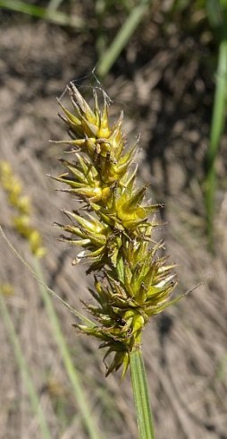 Owlfruit Sedge, Awlfruit Sedge, Prickly Sedge, Common Fox Sedge - Carex stipata