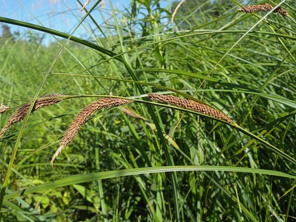 Tussock Sedge, Upright Sedge - Carex stricta
