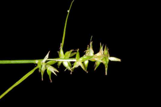 Texas Sedge, Catlin Sedge - Carex texensis 4