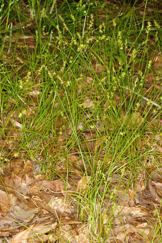 Texas Sedge, Catlin Sedge - Carex texensis