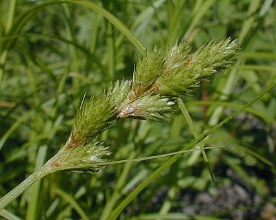 Awl-fruited Oval Sedge, Blunt Broom Sedge - Carex tribuloides