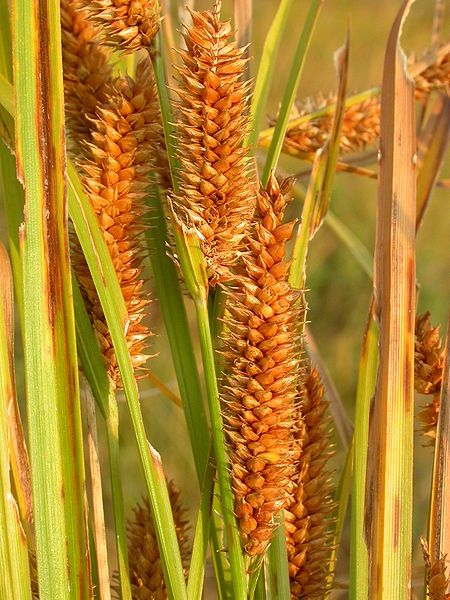 Common Yellow Lake Sedge, Northwest Territory Sedge - Carex utriculata