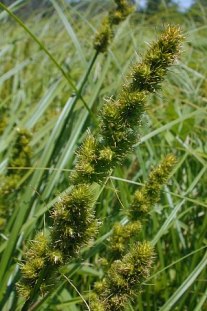 Fox Sedge, Brown Fox Sedge - Carex vulpinoidea 3