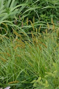 Fox Sedge, Brown Fox Sedge - Carex vulpinoidea 2